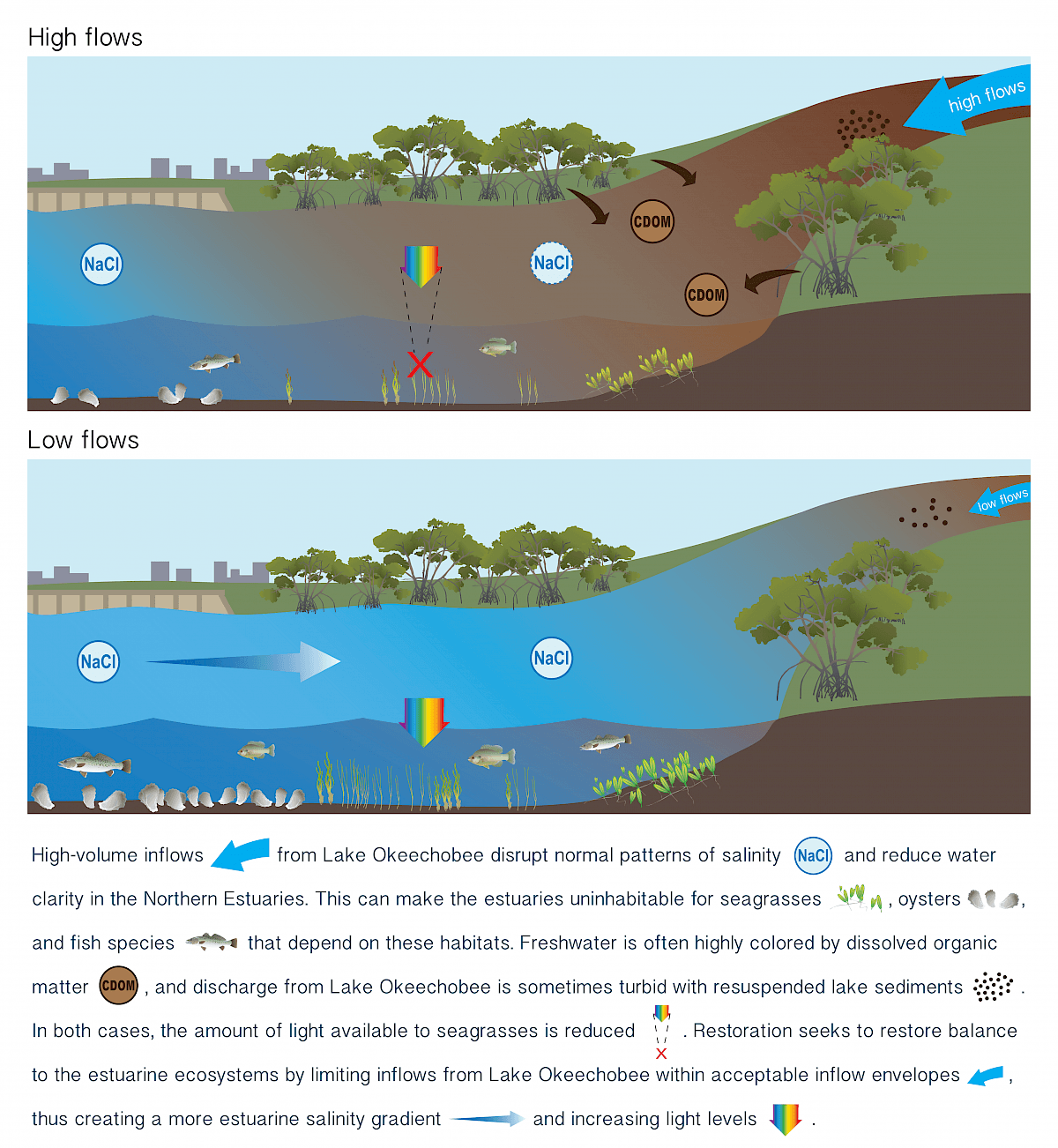 Graphic showing the high flow and low flow information. High-volume inflows from Lake Okeechobee disrupt the normal patterns of salinity and reduce water clarity in the Northern Estuaries. This can make the estuaries uninhabitable for seagrasses, oysters, and fish species that depend on these habitats. Freshwater is often highly colored by dissolved organic matter and discharge from Lake Okeechobee is sometimes turbid with resuspended lake sediments. In both cases, the amount of light available to seagrasses is reduced. Restoration seeks to restore balance to the ecosystem by limiting inflows from Lake Okeechobee with acceptable inflow envelopes, thus creating a more estuarine salinity gradient and increasing light levels.